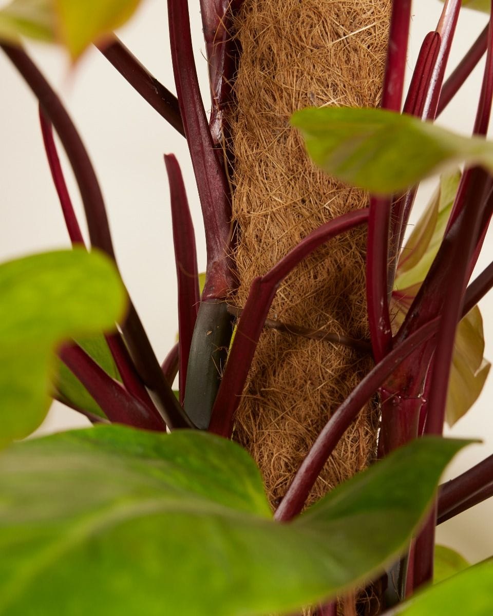 Philodendron Painted Lady