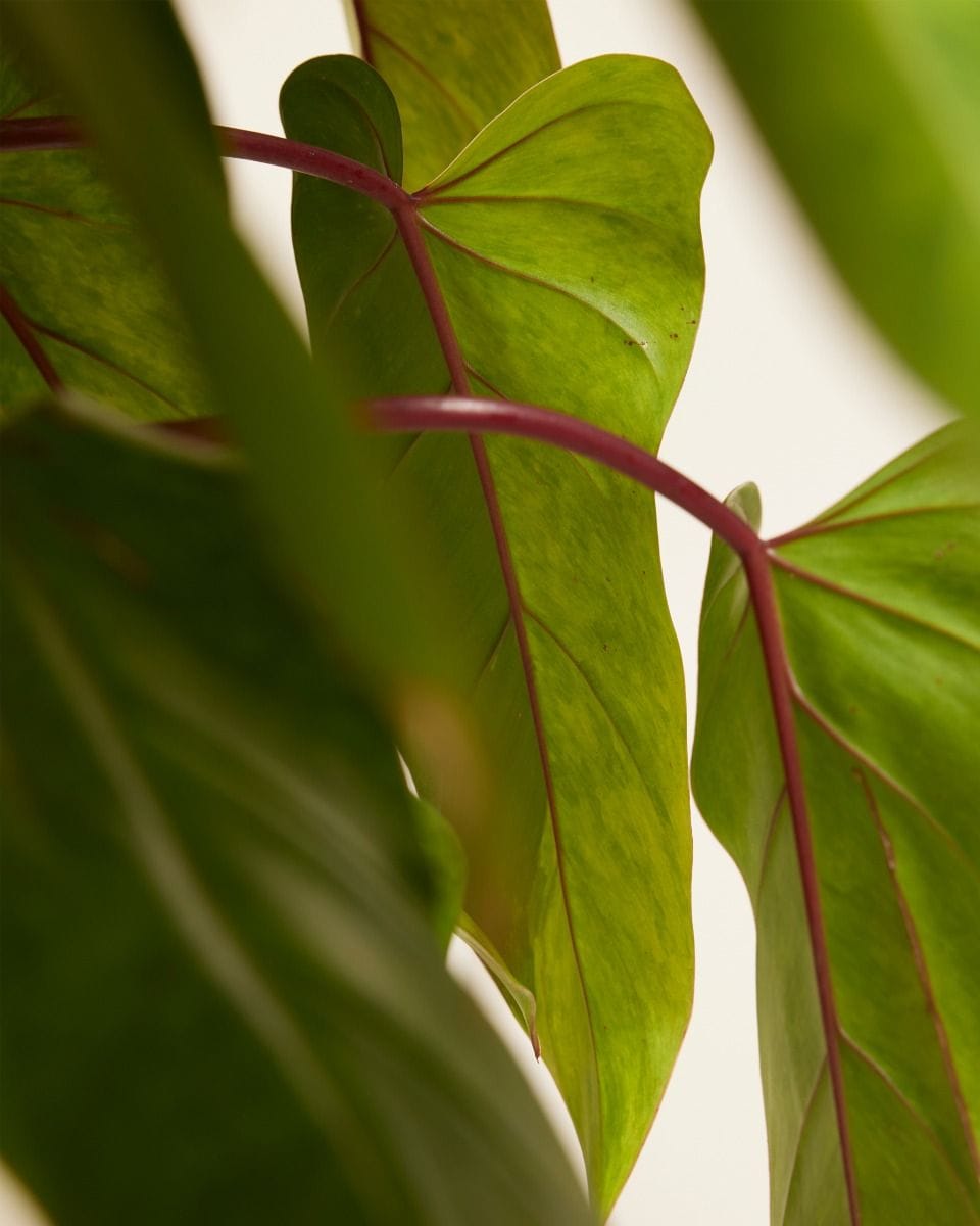 Philodendron Painted Lady