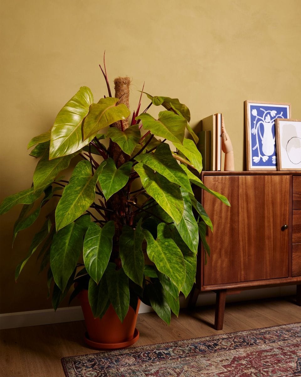 Philodendron Painted Lady
