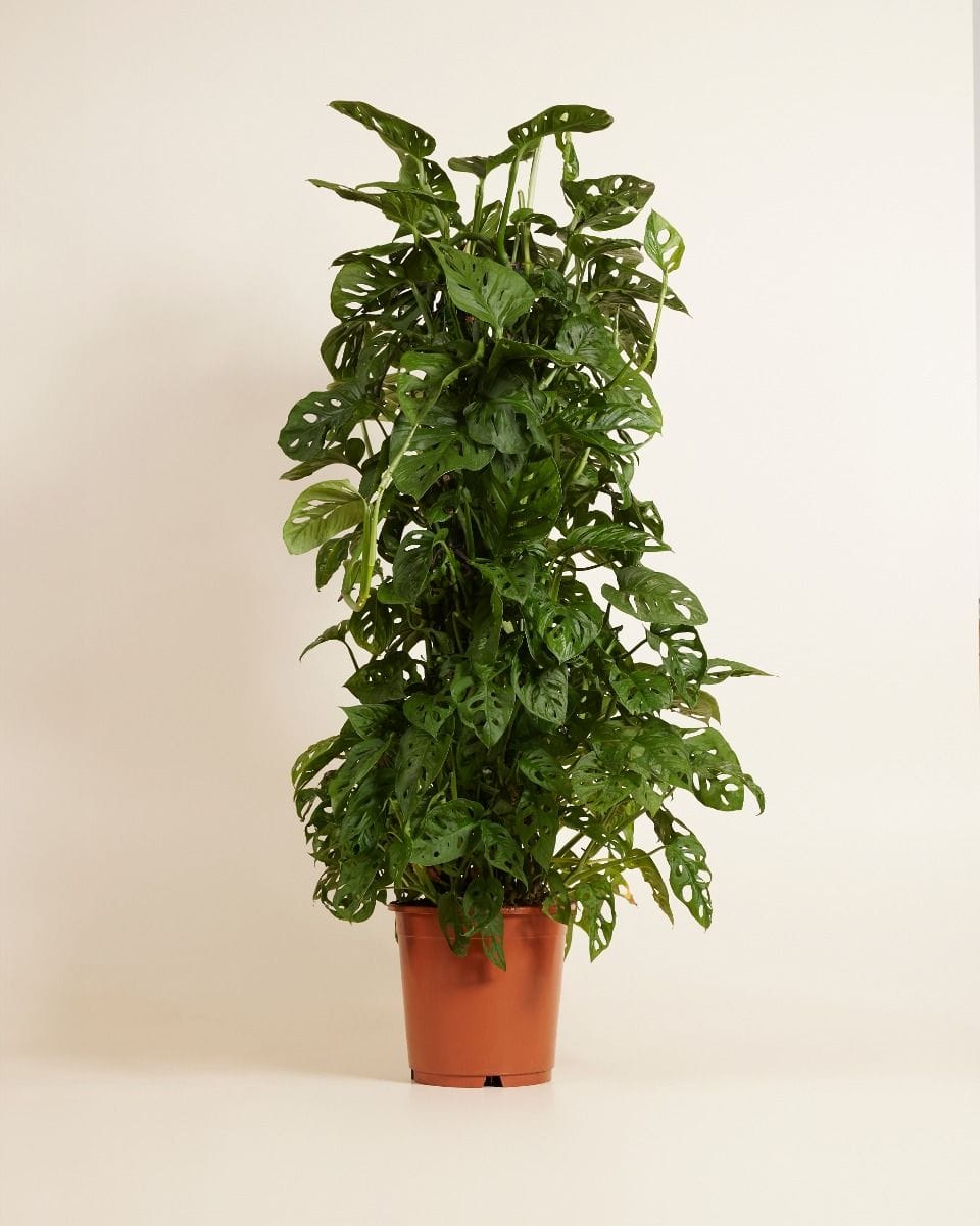 Monstera Monkey Mask Adansonii