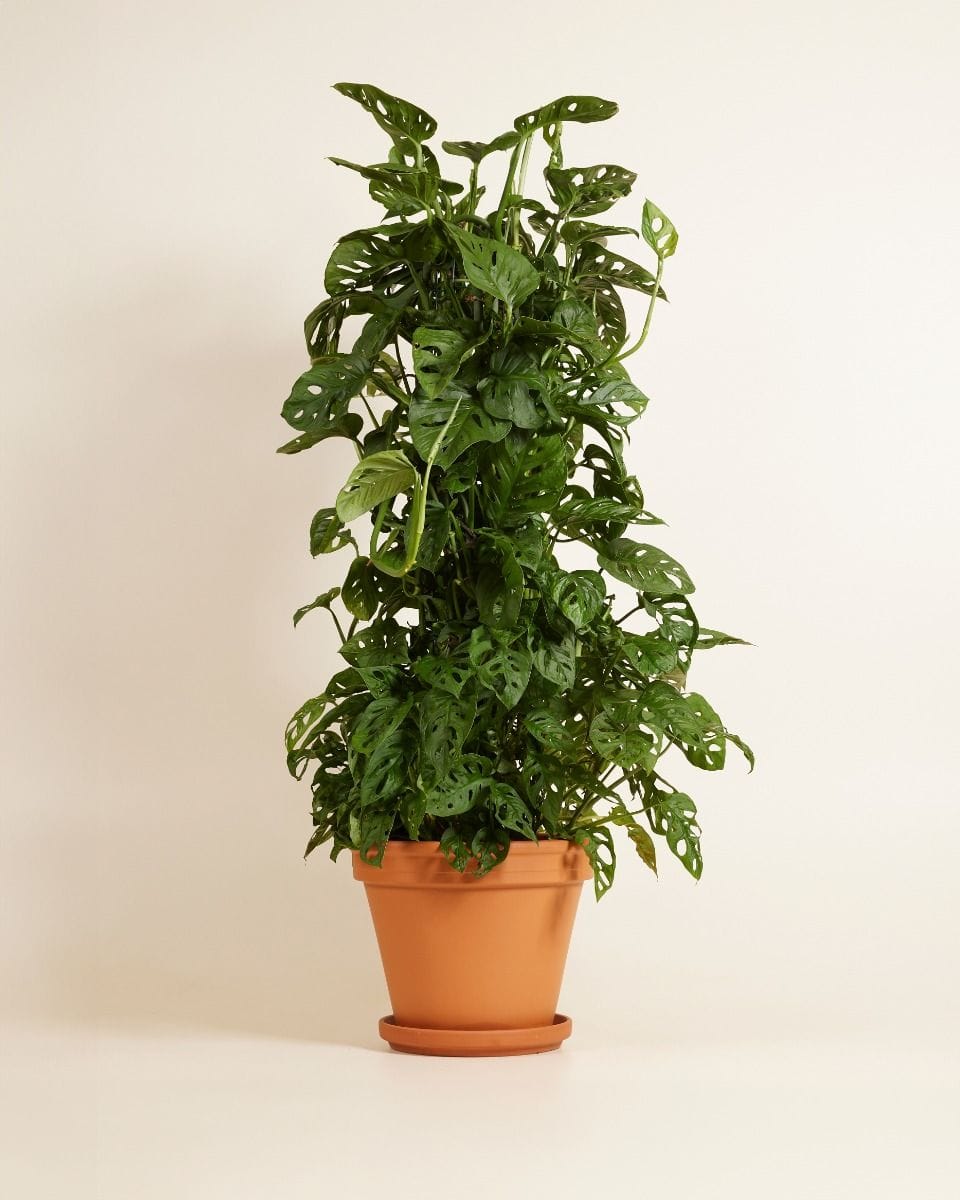 Monstera Monkey Mask Adansonii