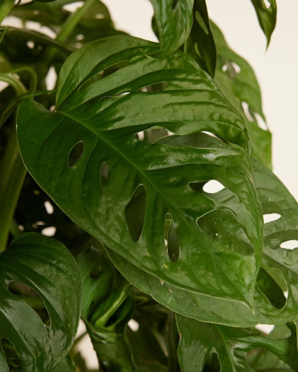 Monstera Monkey Mask Adansonii