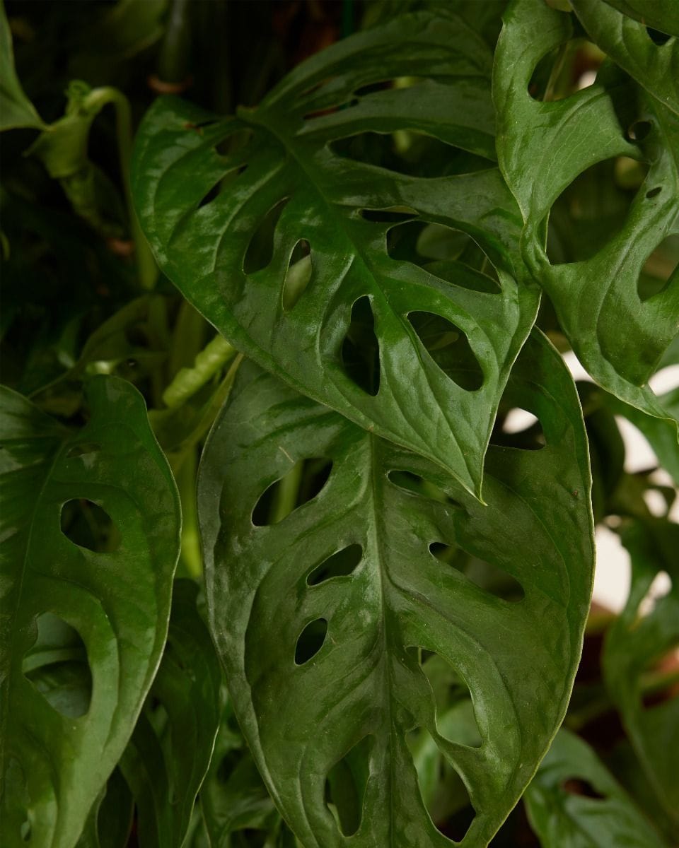 Monstera Monkey Mask Adansonii