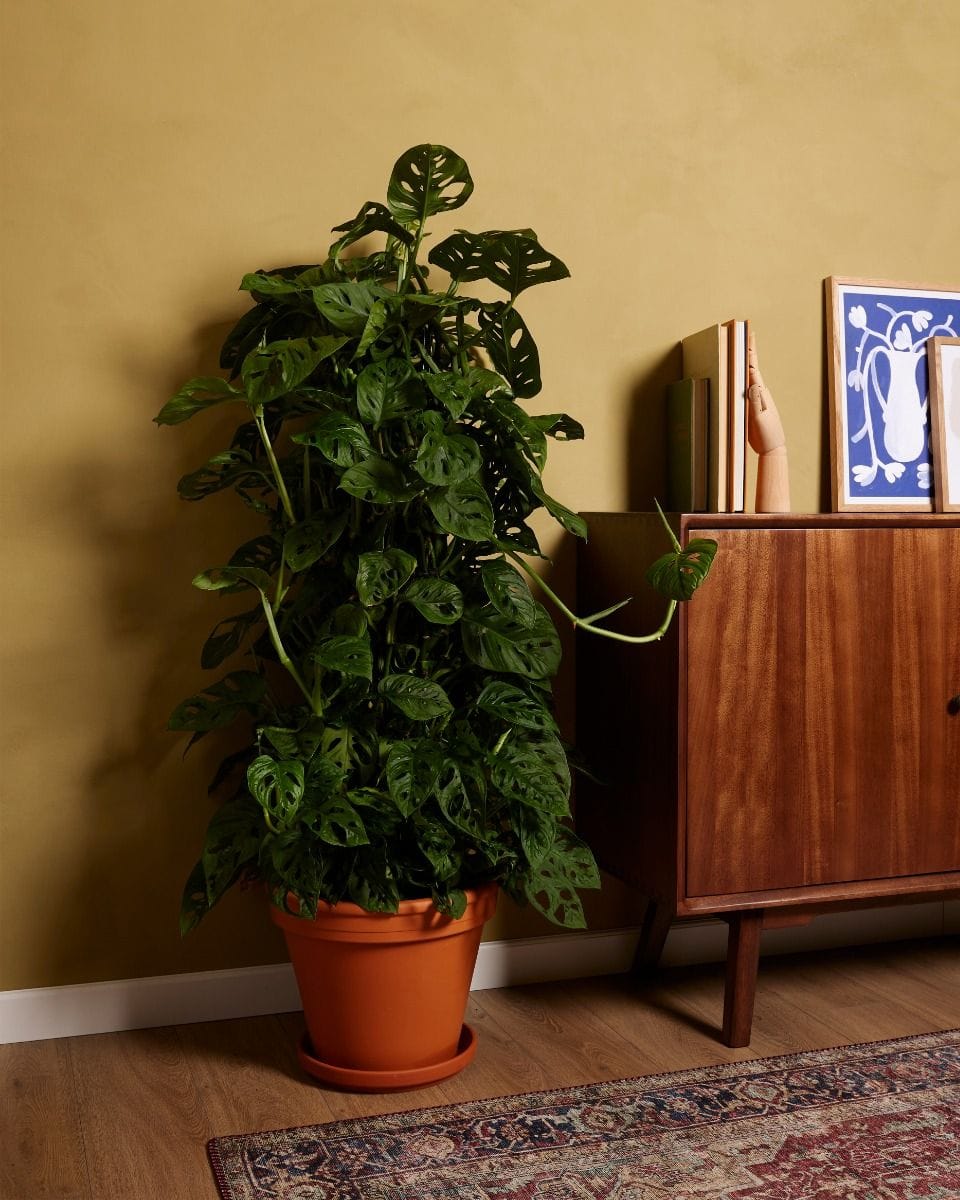 Monstera Monkey Mask Adansonii