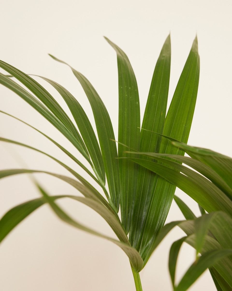 Palm Howea Fosteriana Kentia