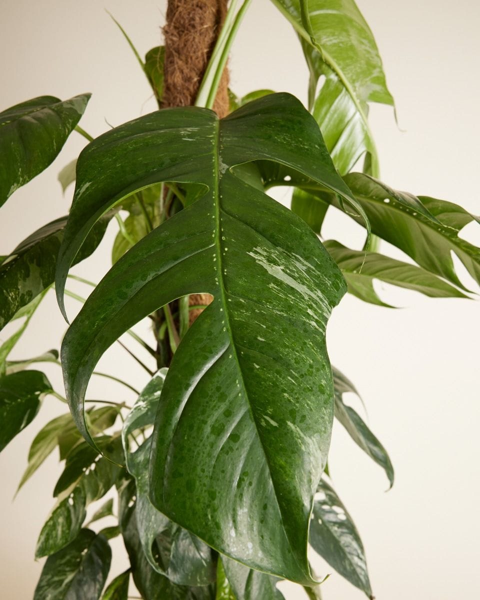 Epipremnum Scindapsus Pinnatum Variegata