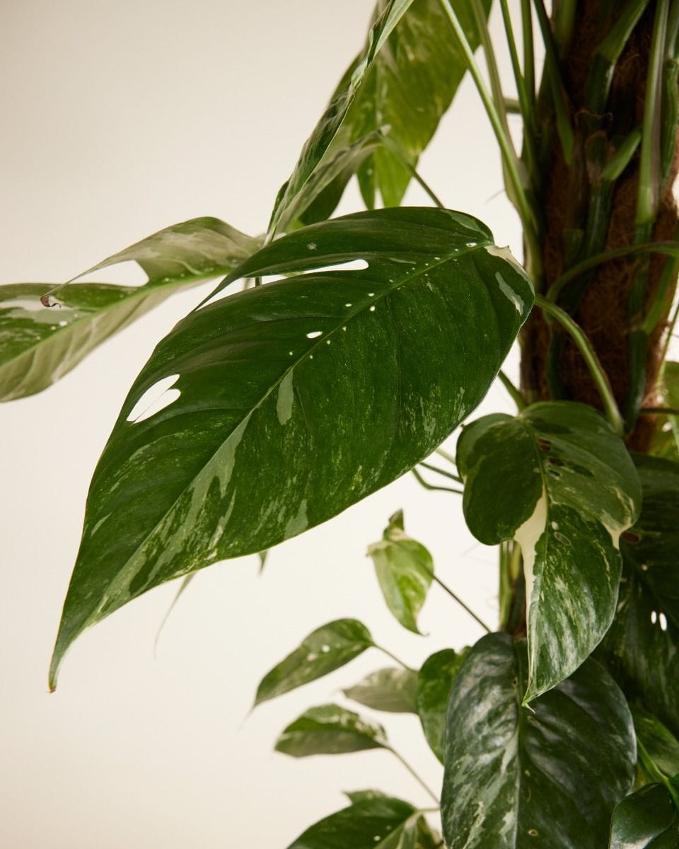 Epipremnum Scindapsus Pinnatum Variegata