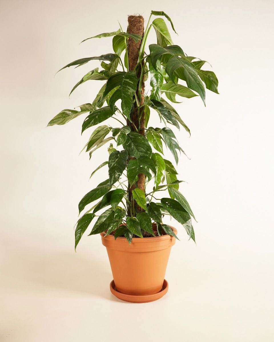 Epipremnum Scindapsus Pinnatum Variegata