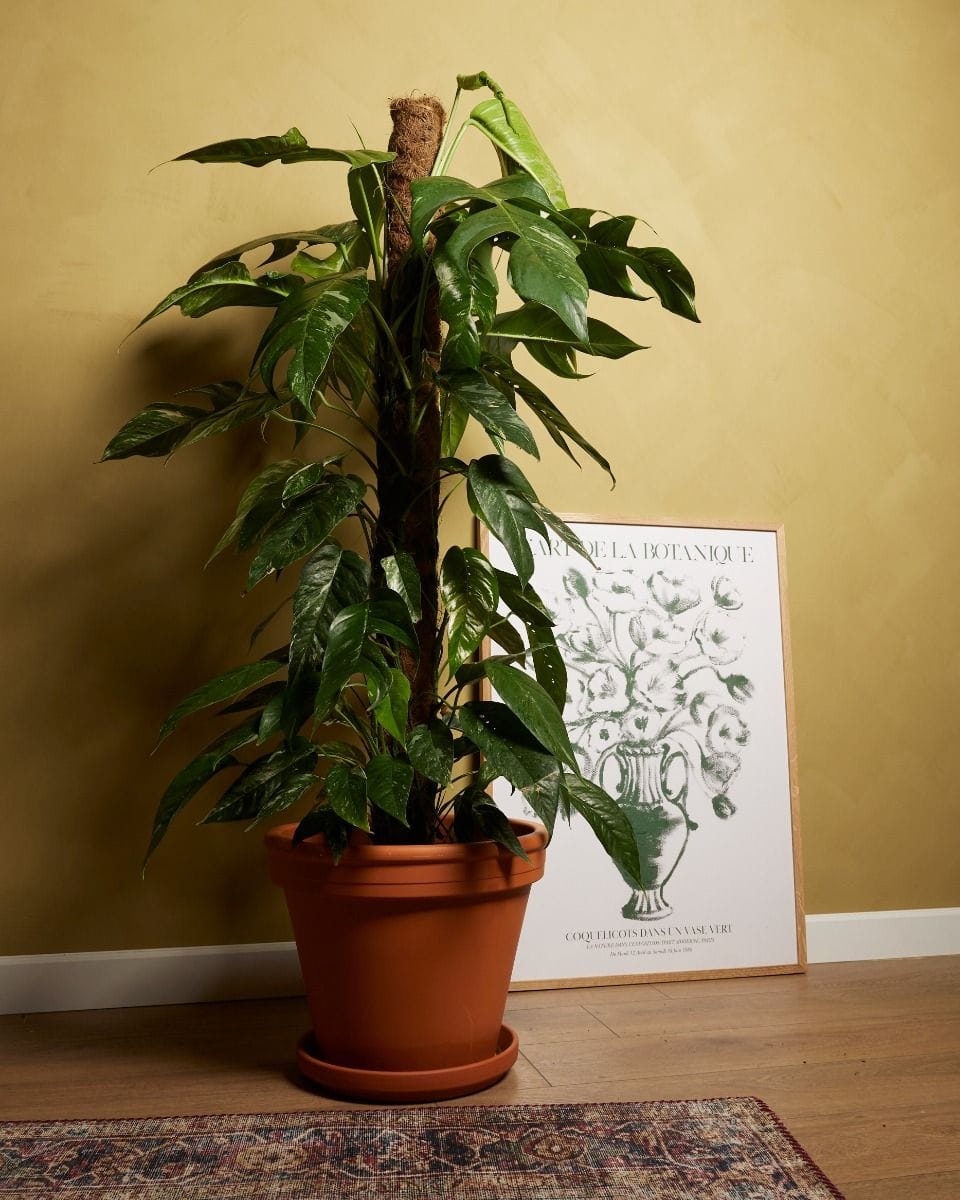 Epipremnum Scindapsus Pinnatum Variegata