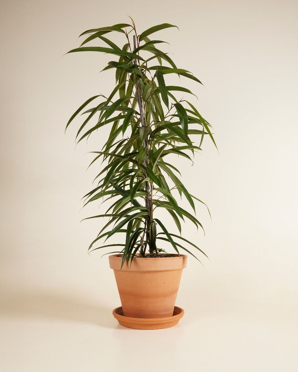 Ficus Banana-Leaf Fig Alii