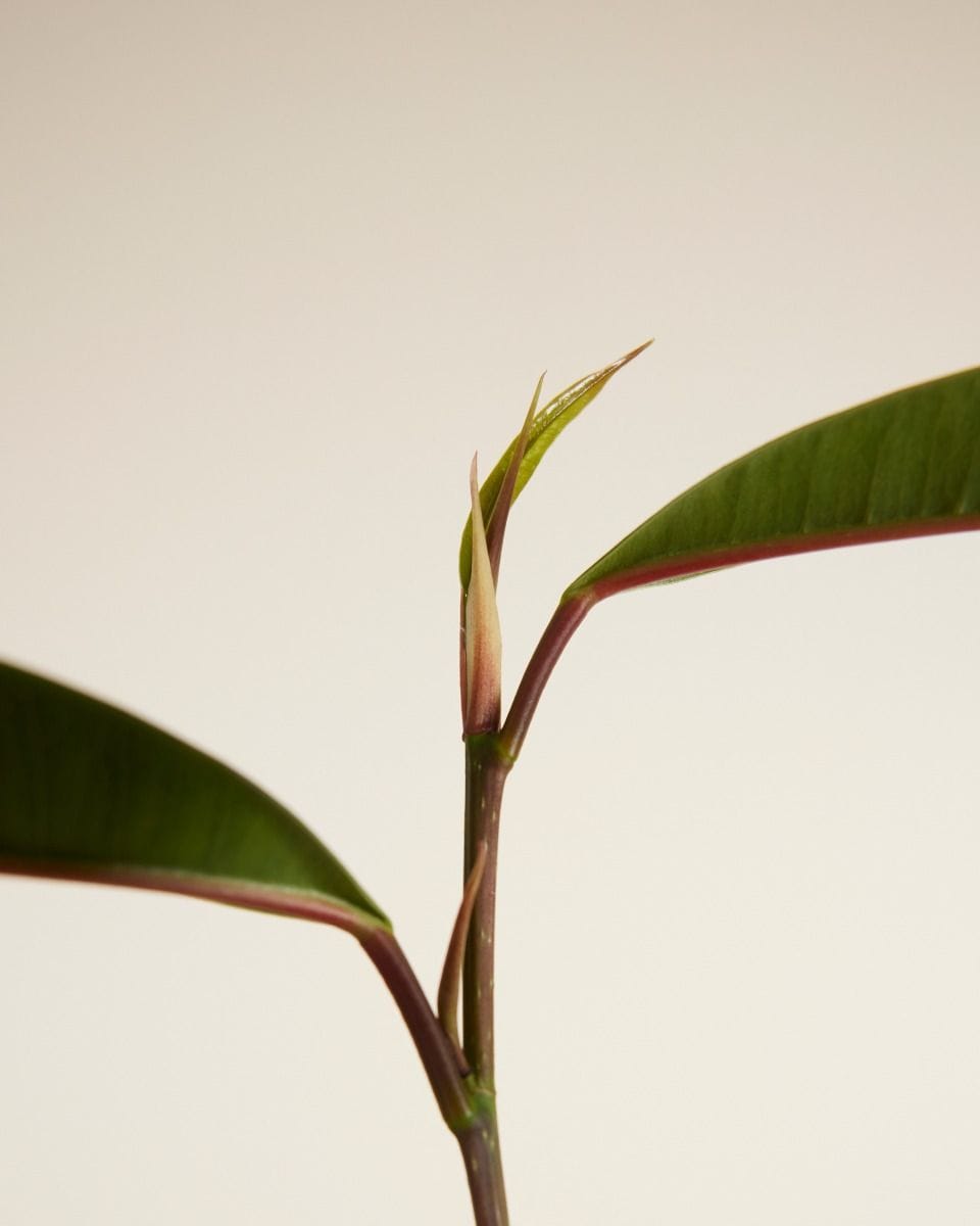 Ficus Banana-Leaf Fig Alii