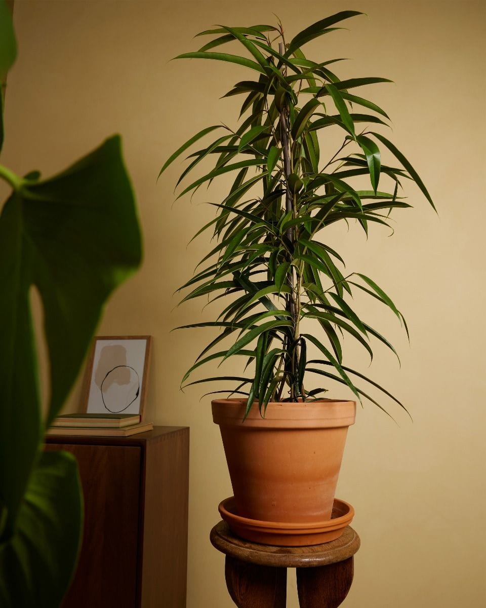 Ficus Banana-Leaf Fig Alii