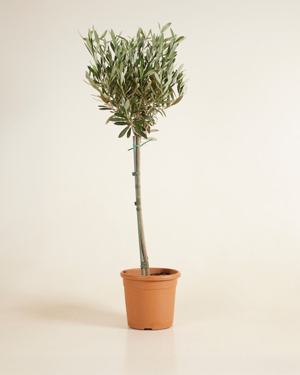 Olea Europaea
