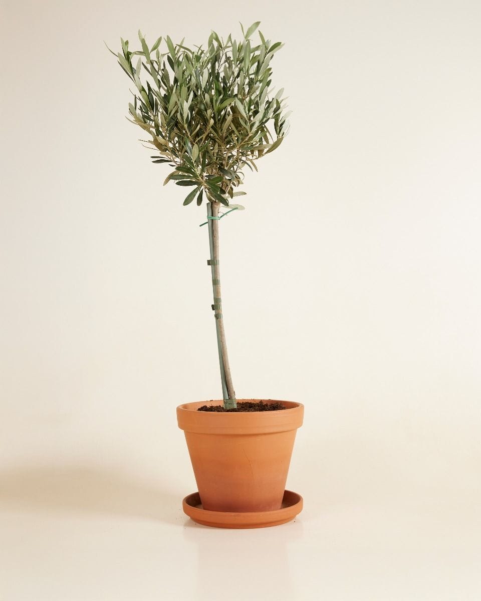 Olea Europaea