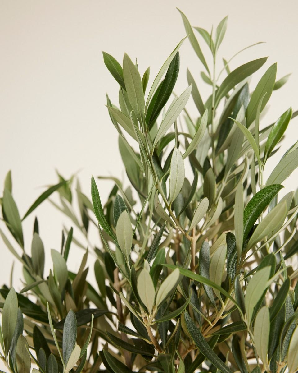 Olea Europaea