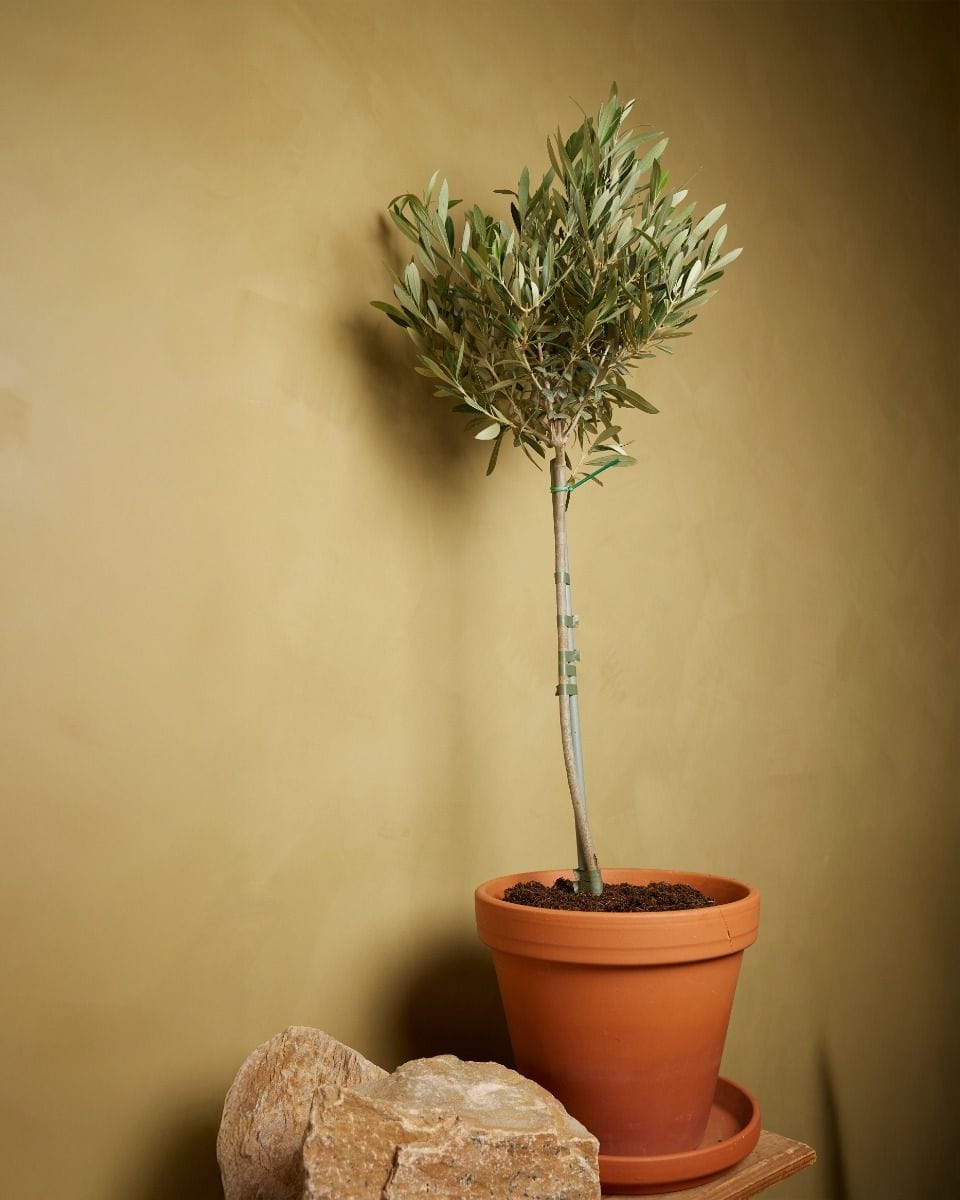 Olea Europaea