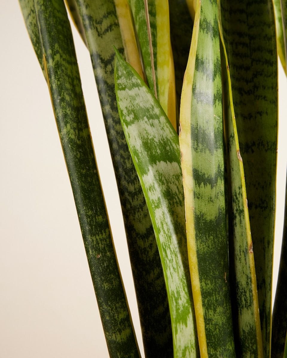 Sansevieria Laurentii