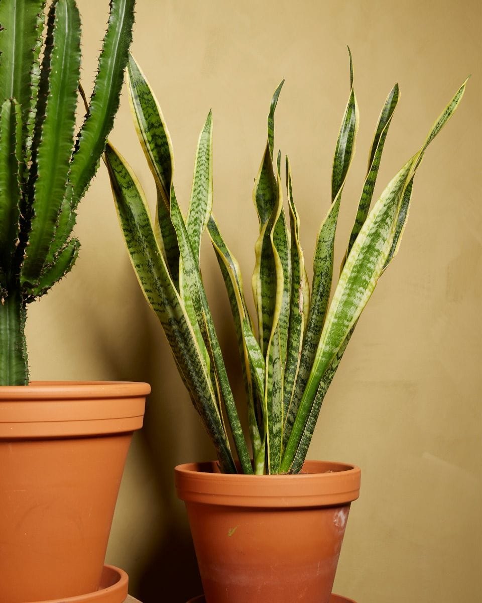 Sansevieria Laurentii