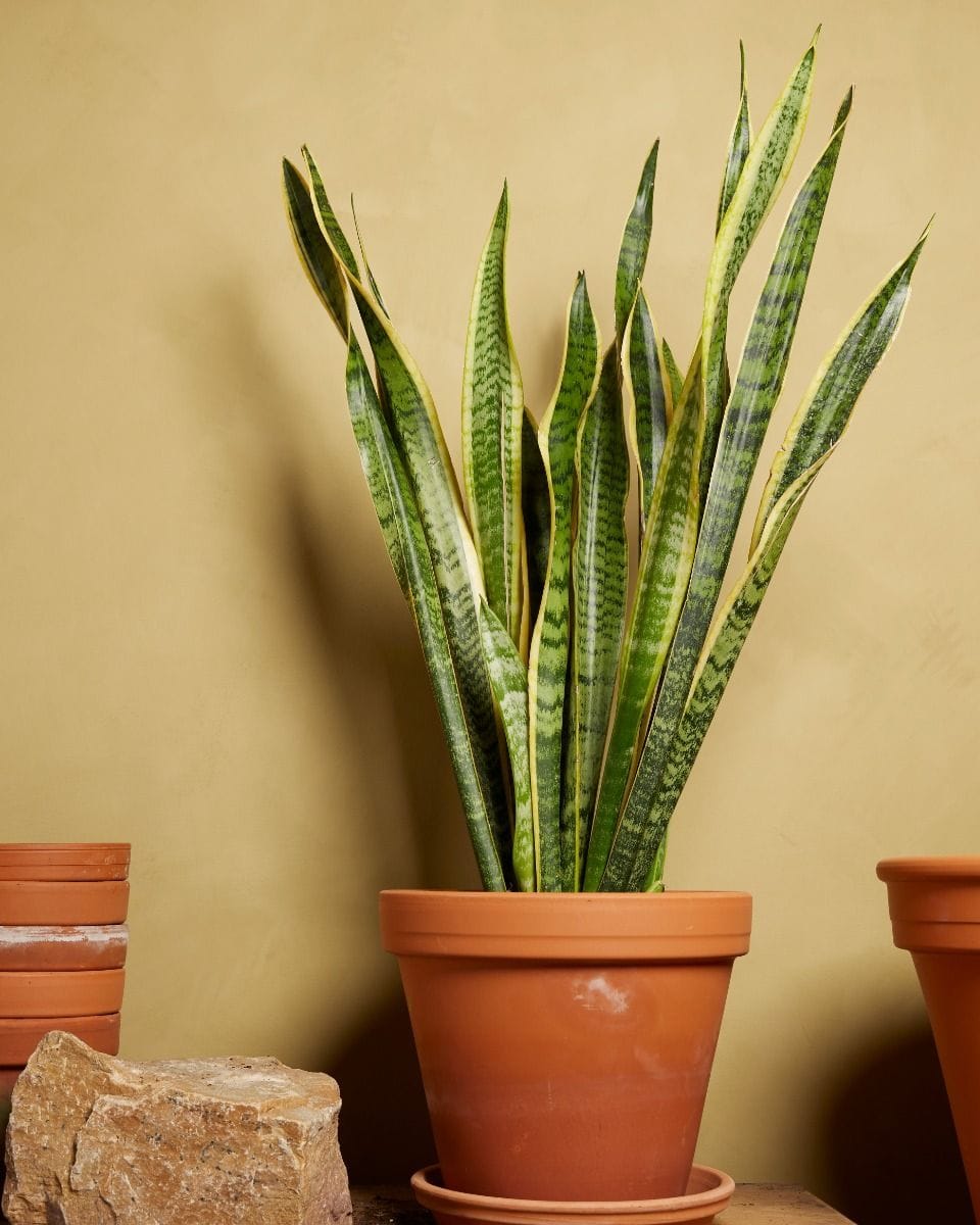 Sansevieria Laurentii