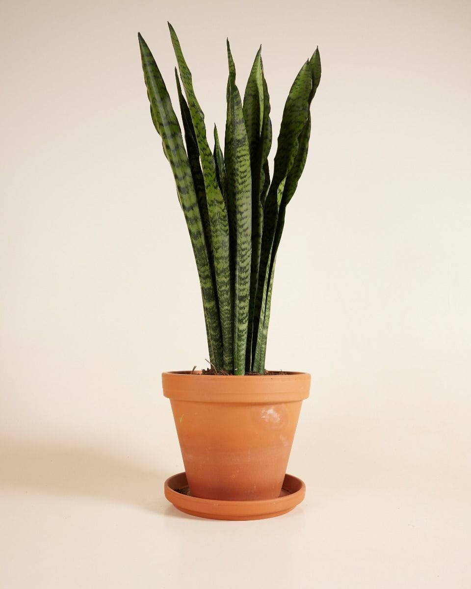 Sansevieria Zeylanica