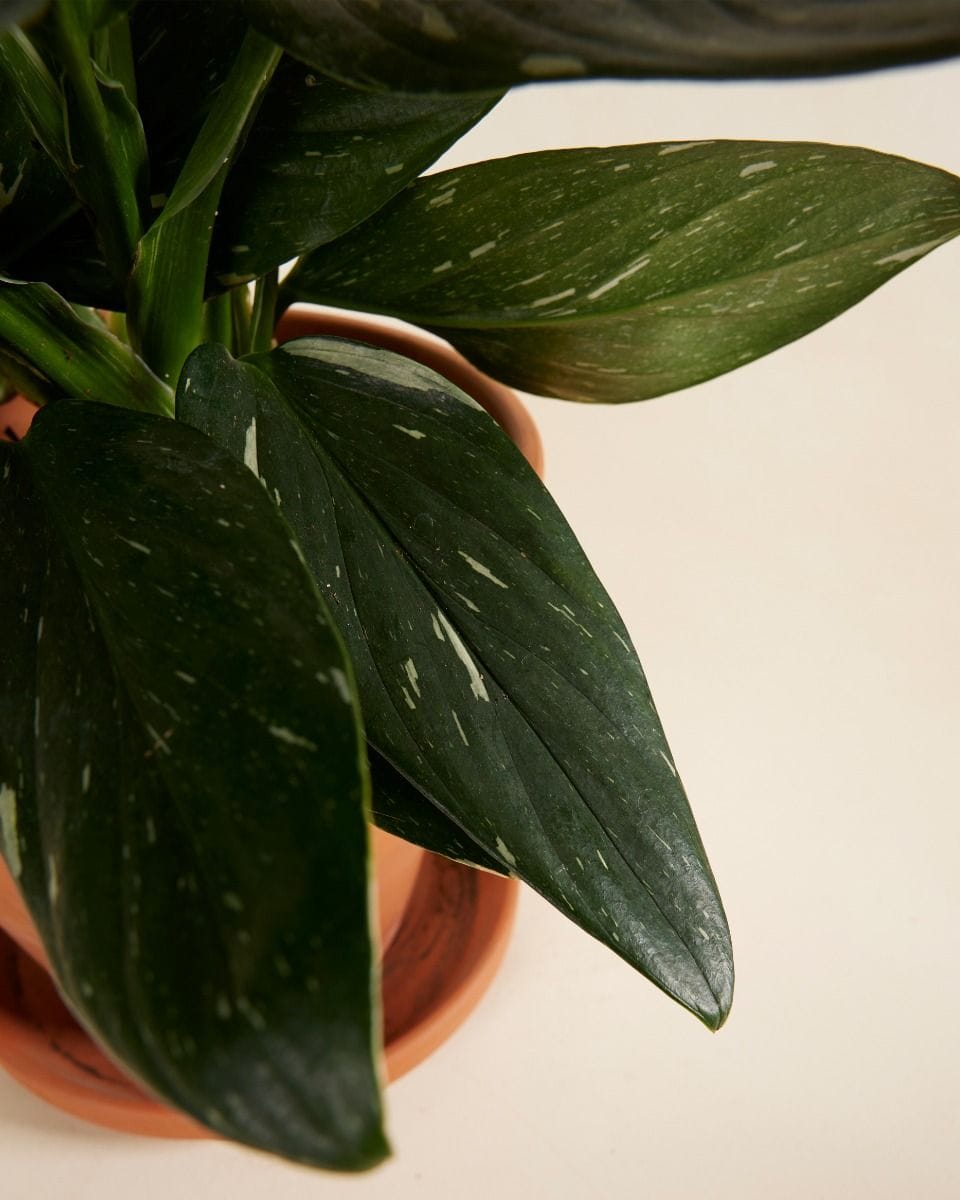 Philodendron Cobra