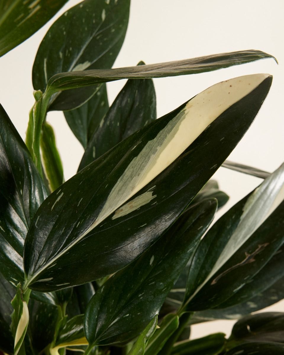 Philodendron Cobra