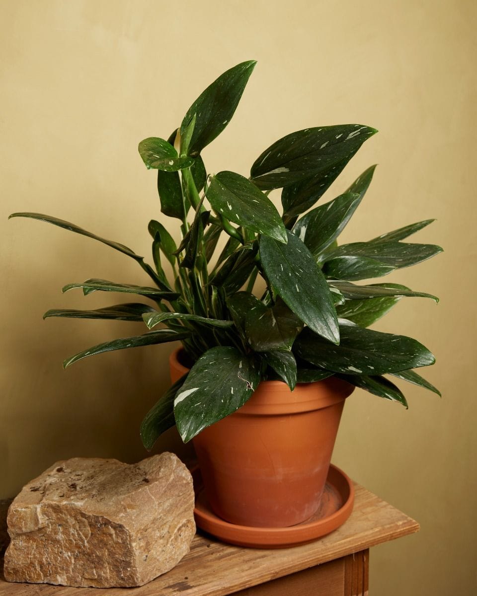 Philodendron Cobra