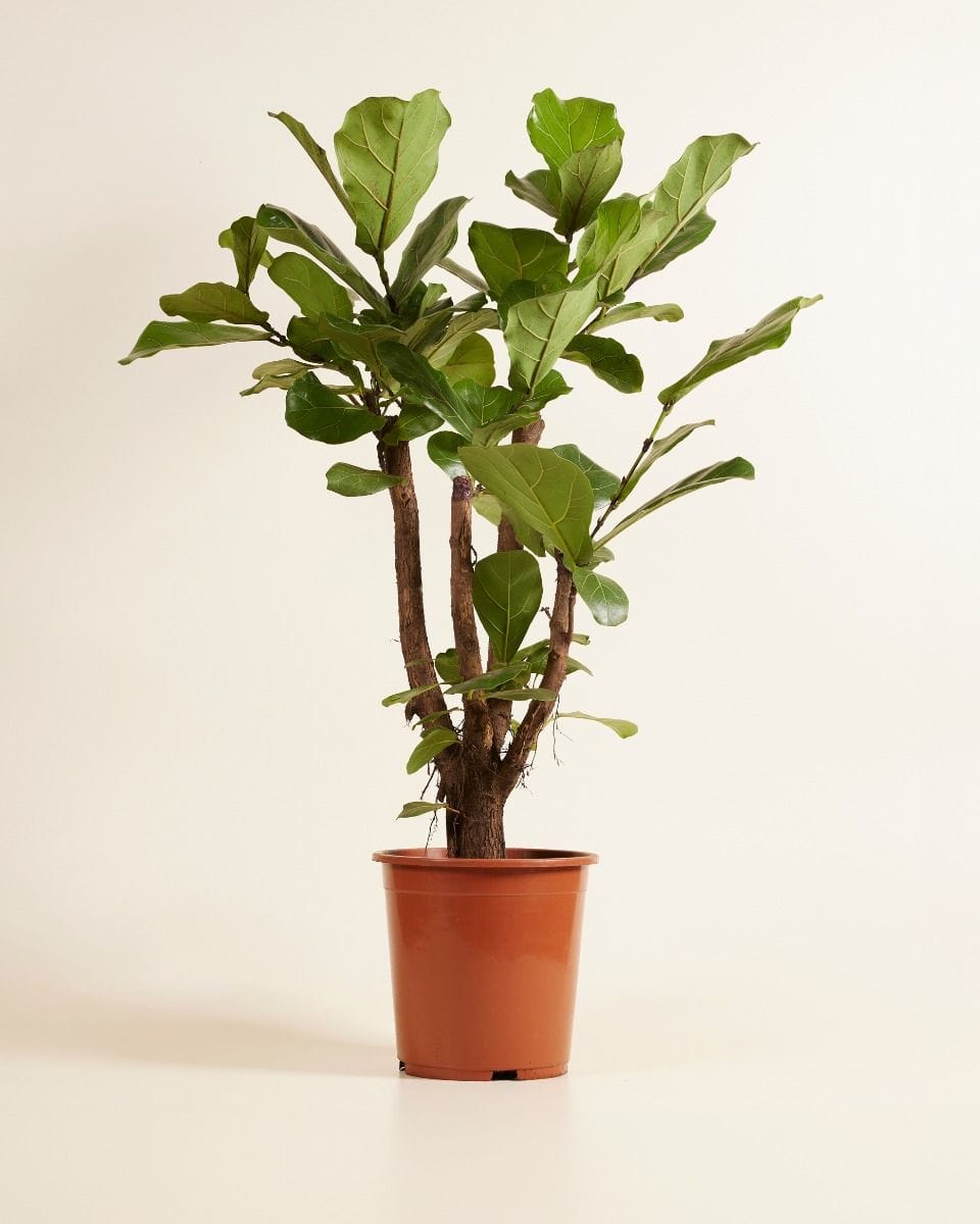 Ficus Fiddle Leaf Fig Lyrata Branched