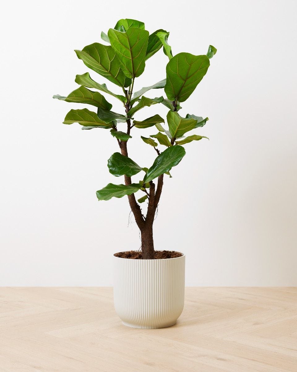 Lyrata Branched Ficus