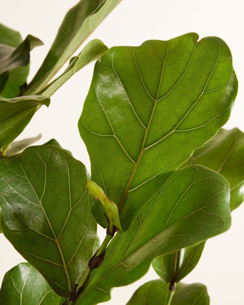 Ficus Fiddle Leaf Fig Lyrata Branched