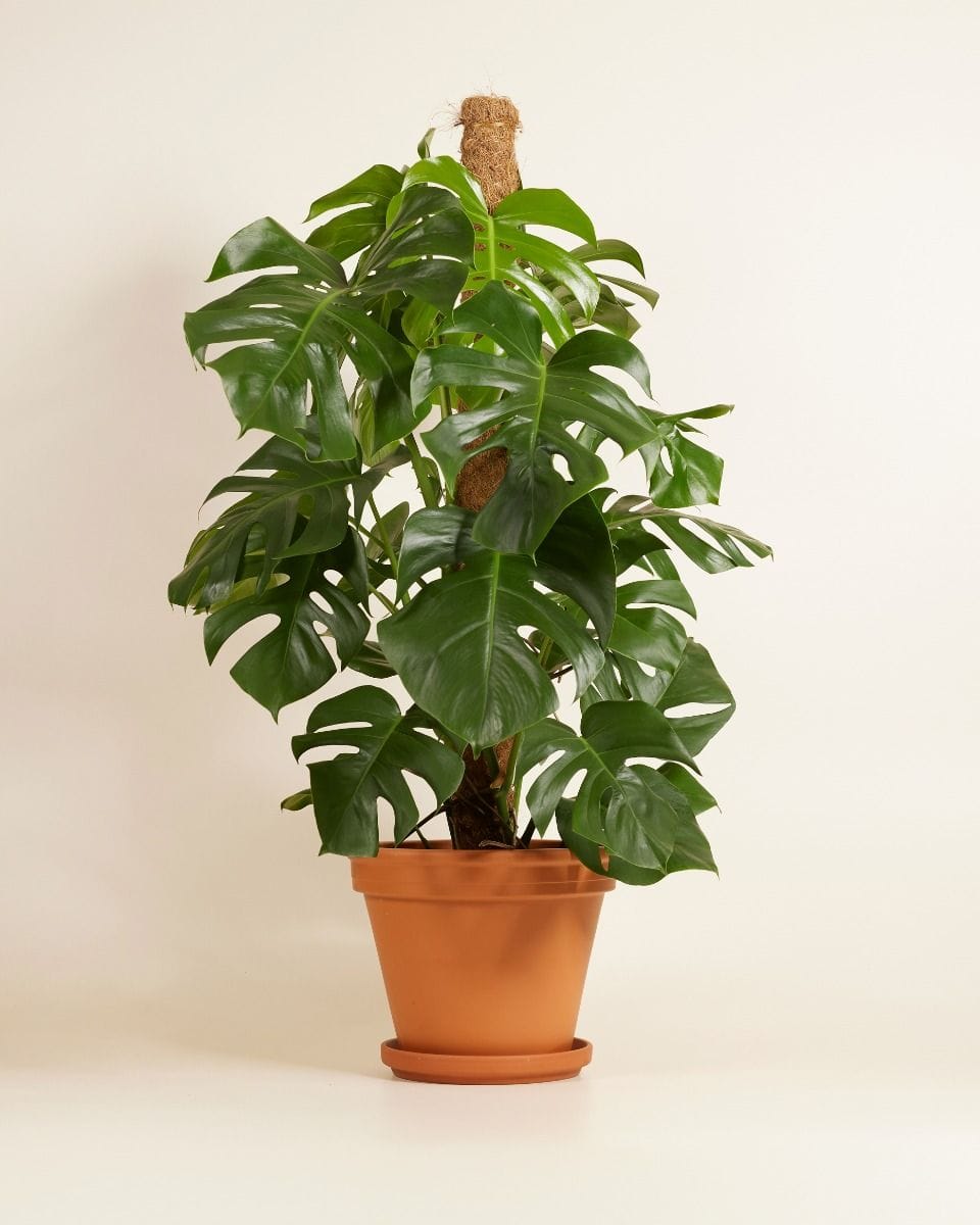 Monstera Deliciosa