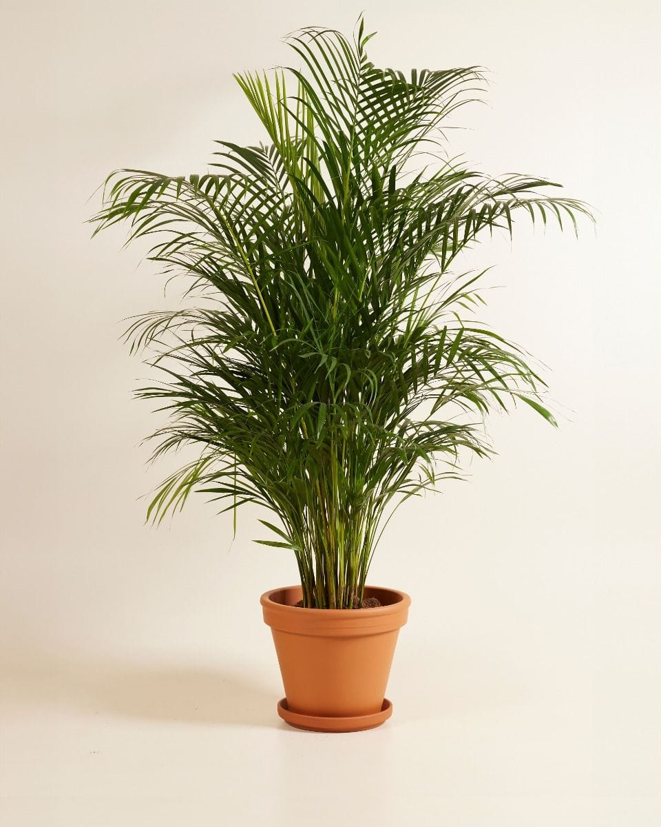 Dypsis Golden Cane Palm Lutescens