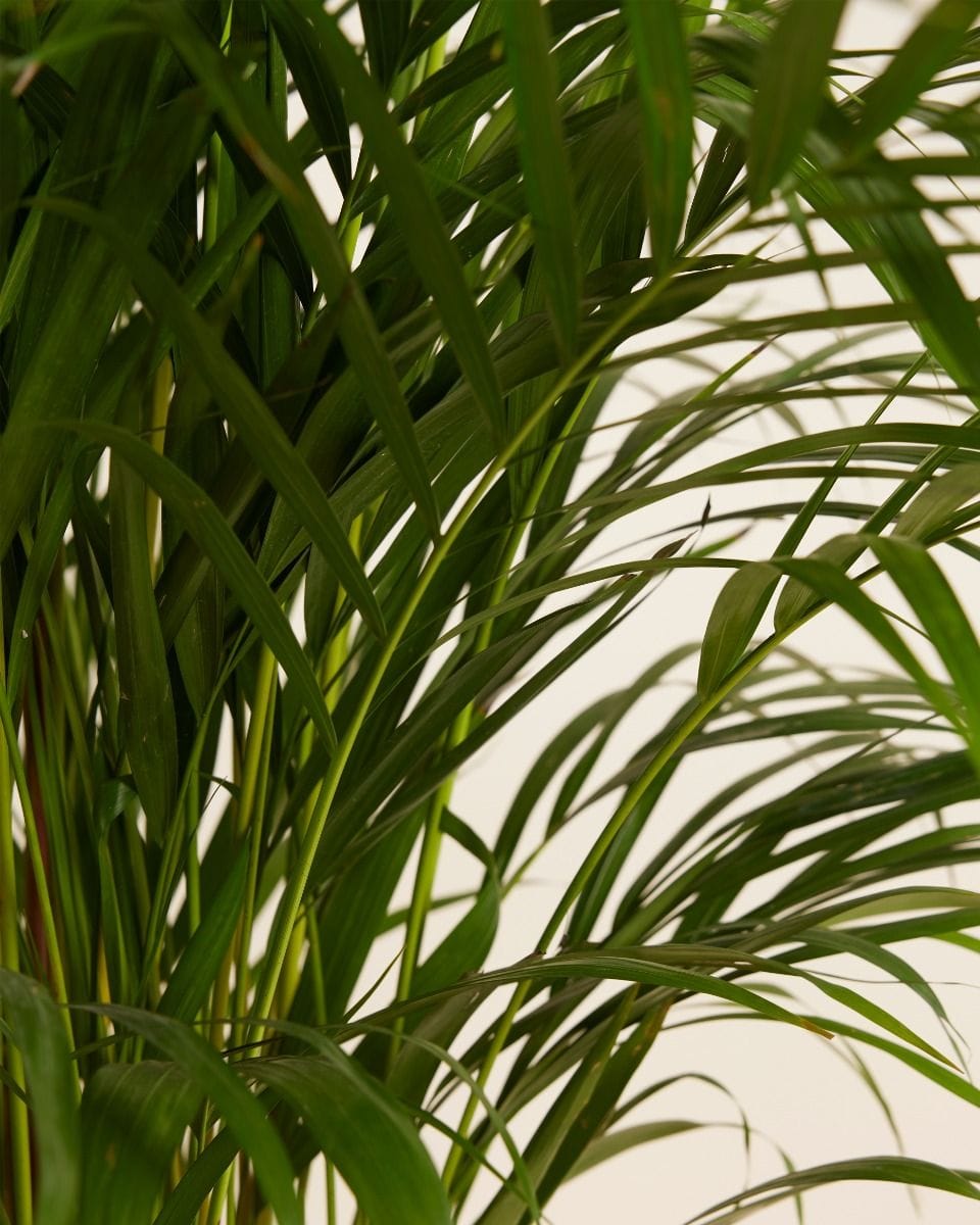 Dypsis Golden Cane Palm Lutescens