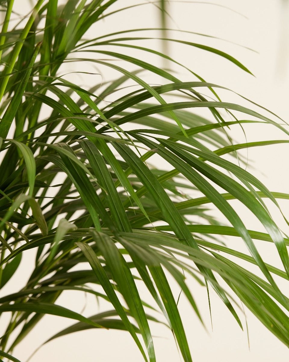 Dypsis Golden Cane Palm Lutescens