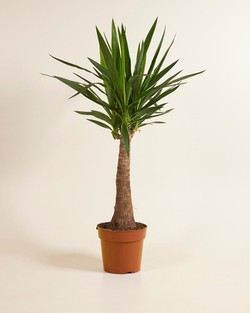Elephantipes Yucca