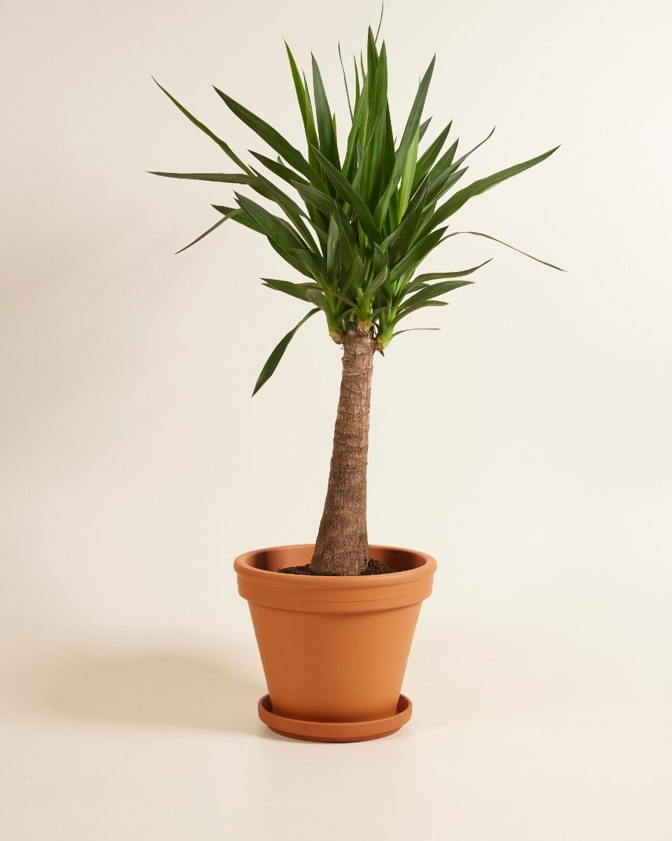 Elephantipes Yucca