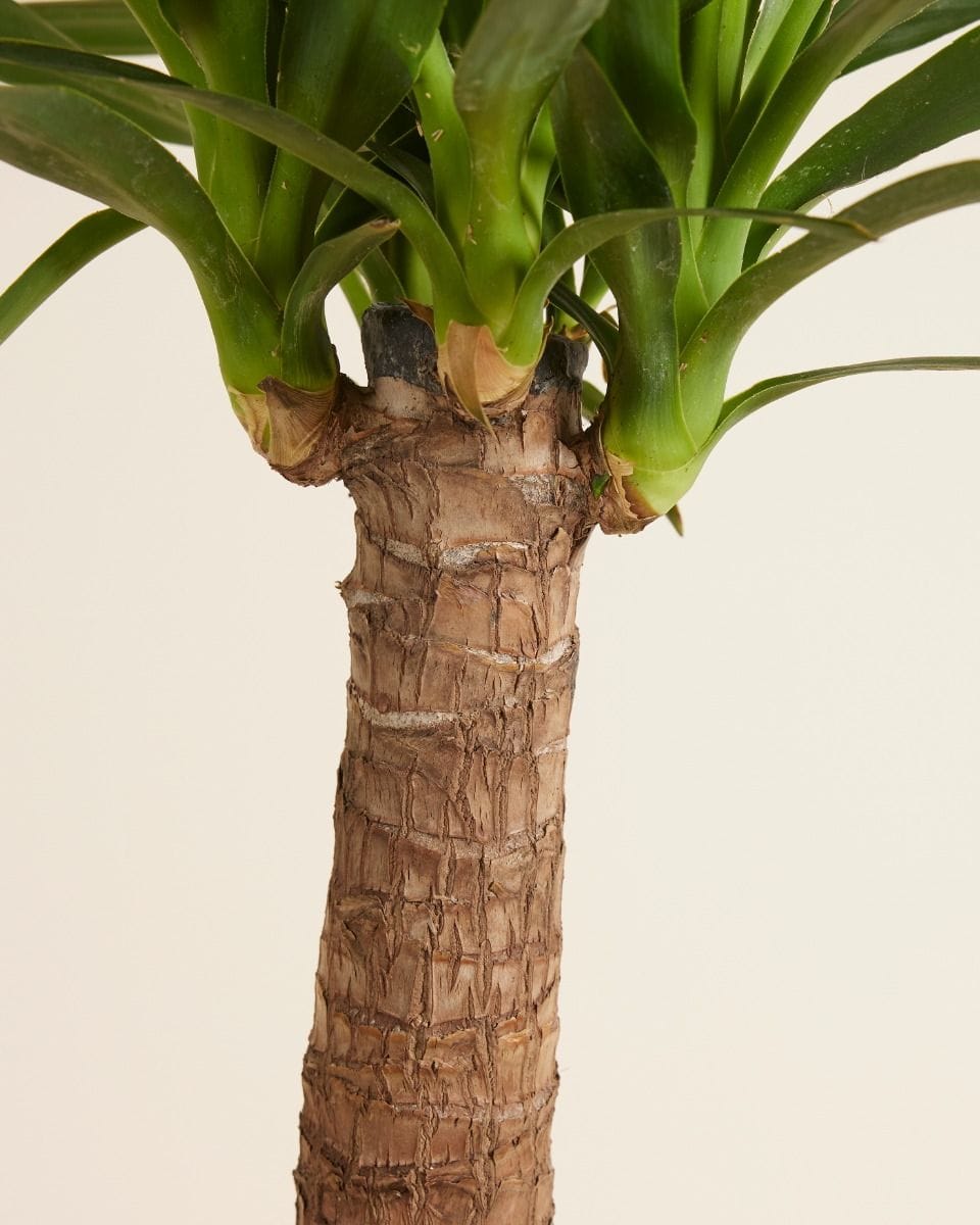 Elephantipes Yucca
