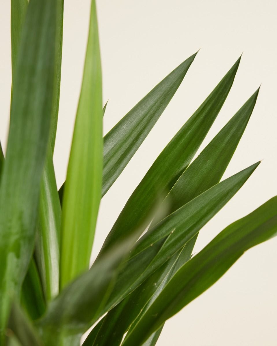 Elephantipes Yucca