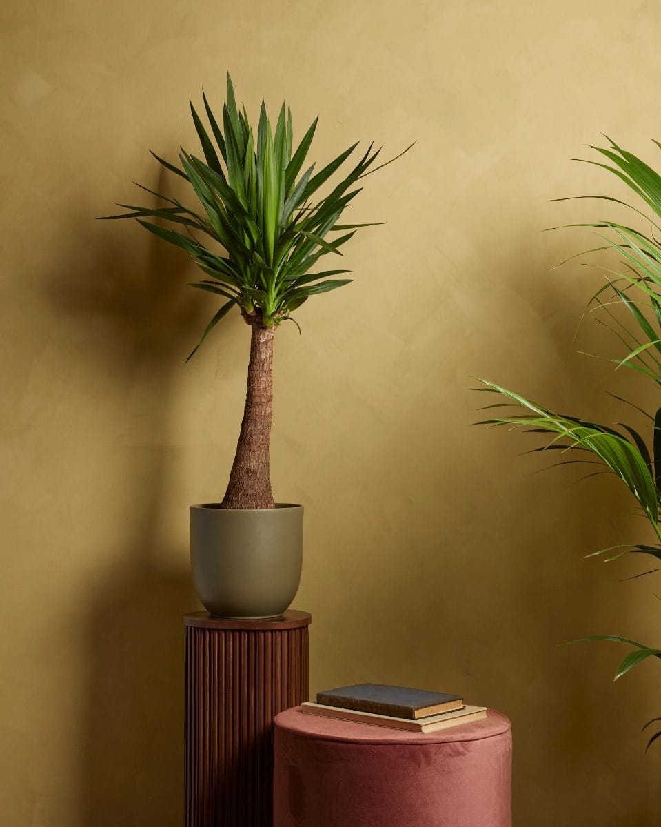 Elephantipes Yucca