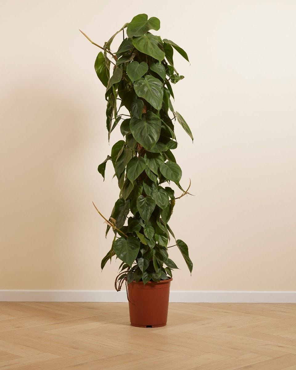 Philodendron Baumfreund Scandens