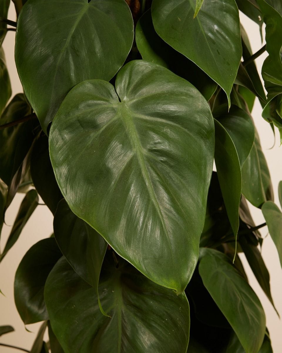 Philodendron Baumfreund Scandens
