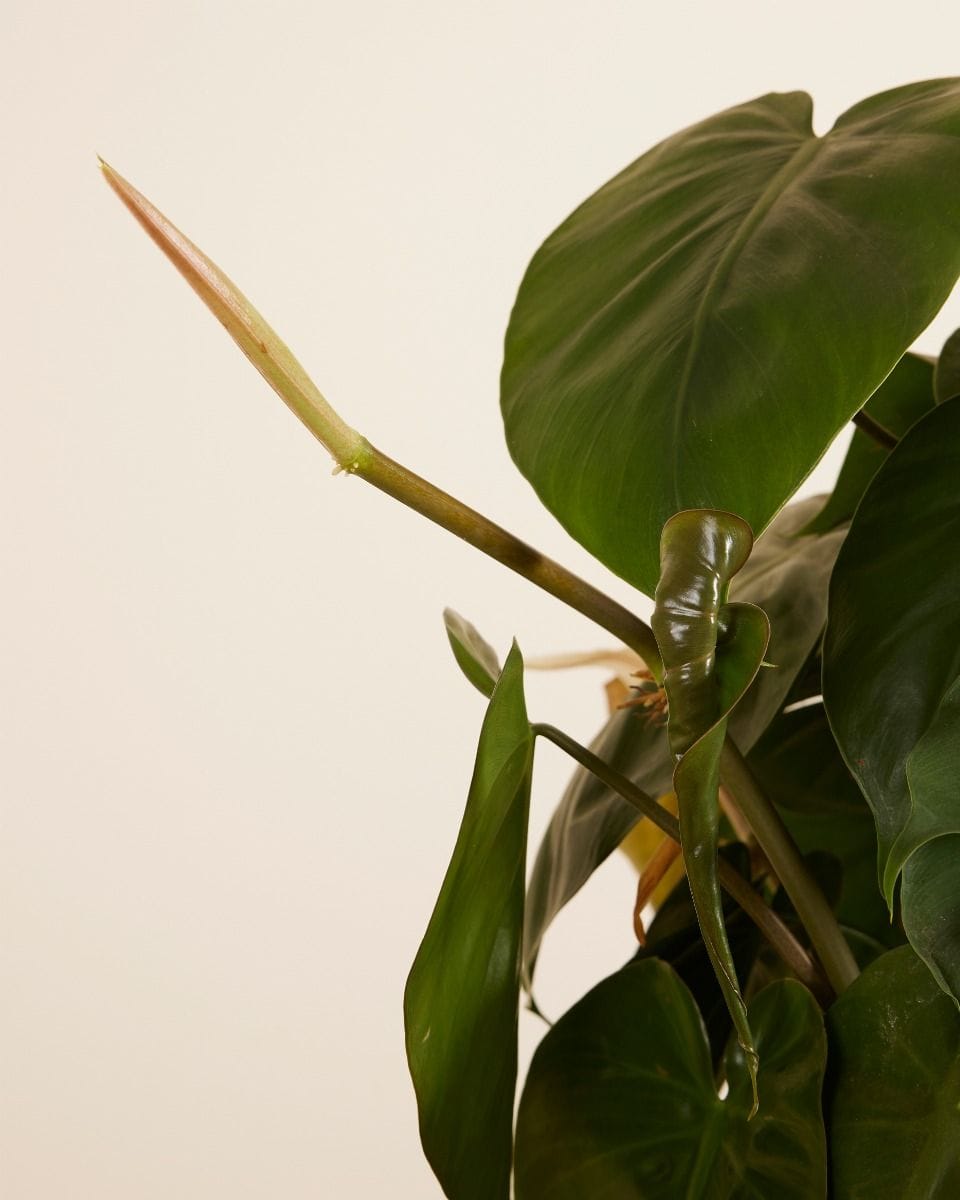 Philodendron Baumfreund Scandens