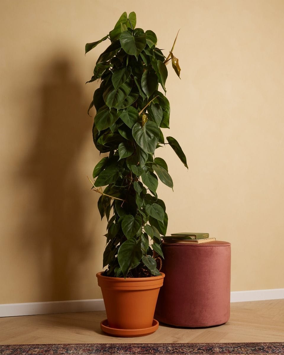 Philodendron Baumfreund Scandens
