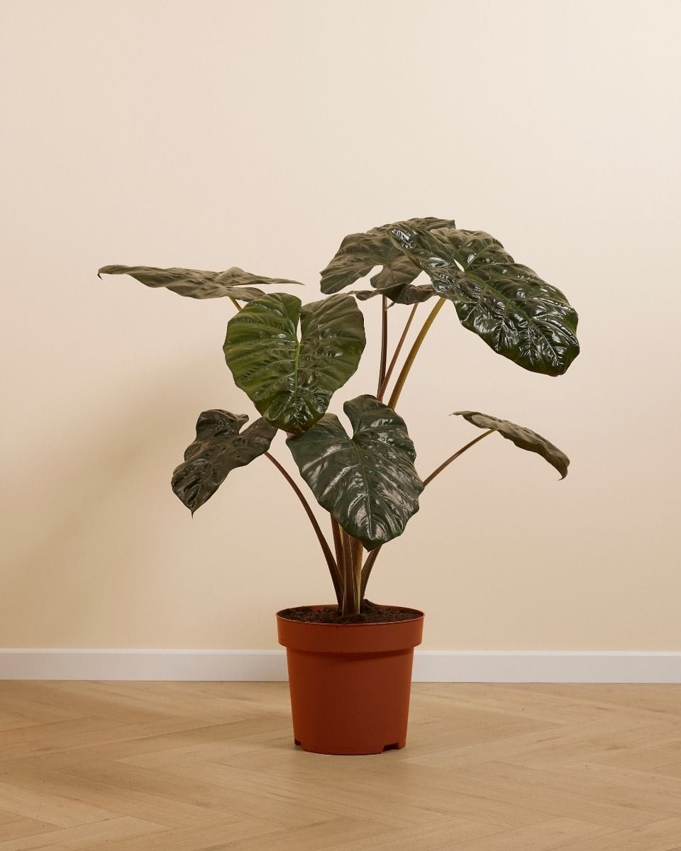 Alocasia Elephant Ears Yucatan Princess