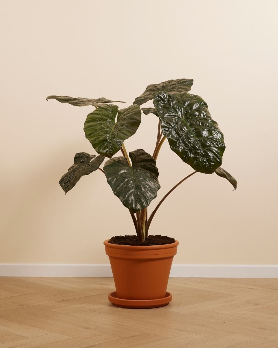 Alocasia Elephant Ears Yucatan Princess