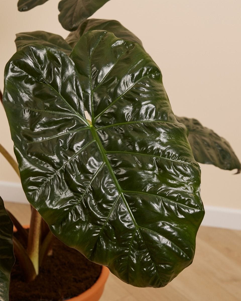 Alocasia Elephant Ears Yucatan Princess