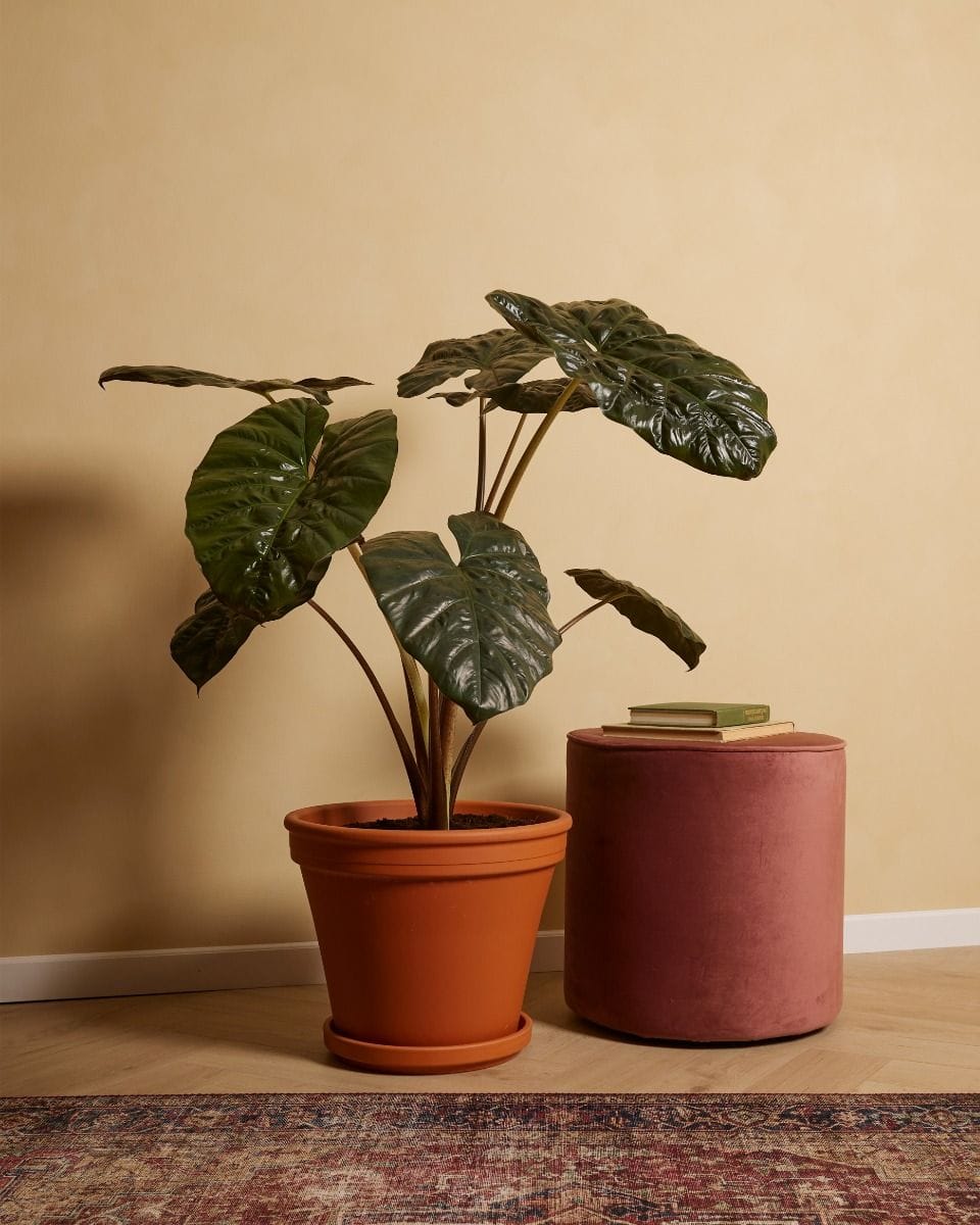 Alocasia Elephant Ears Yucatan Princess