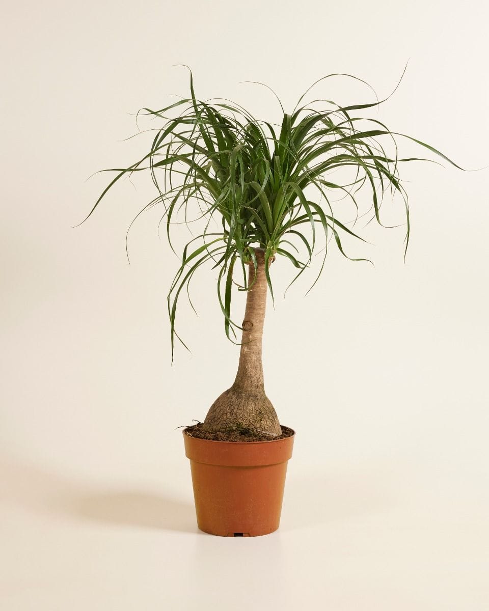 Beaucarnea Pianta mangiafumo Recurvata