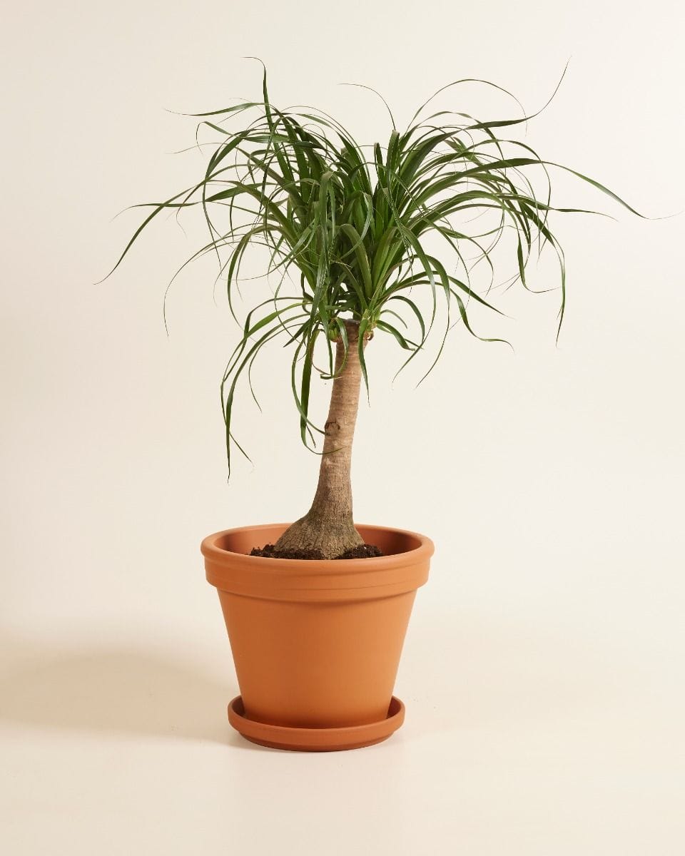 Beaucarnea Pianta mangiafumo Recurvata