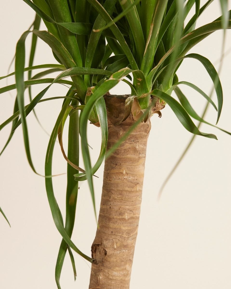 Beaucarnea Pianta mangiafumo Recurvata